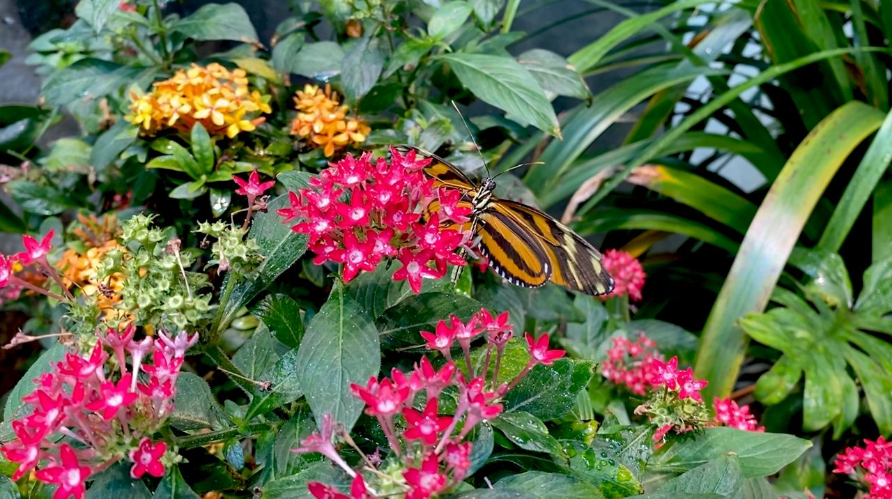 Popular 'Butterfly Room' in N.C. museum reopens to visitors